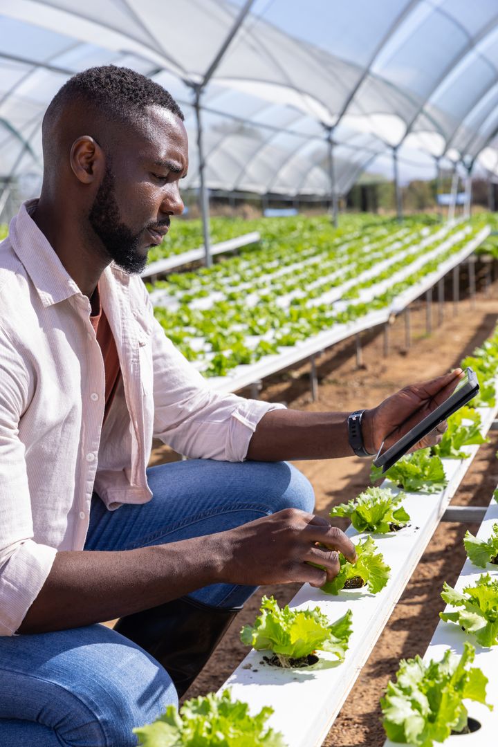 Agritech Innovator Examining Hydroponic Lettuce in Greenhouse