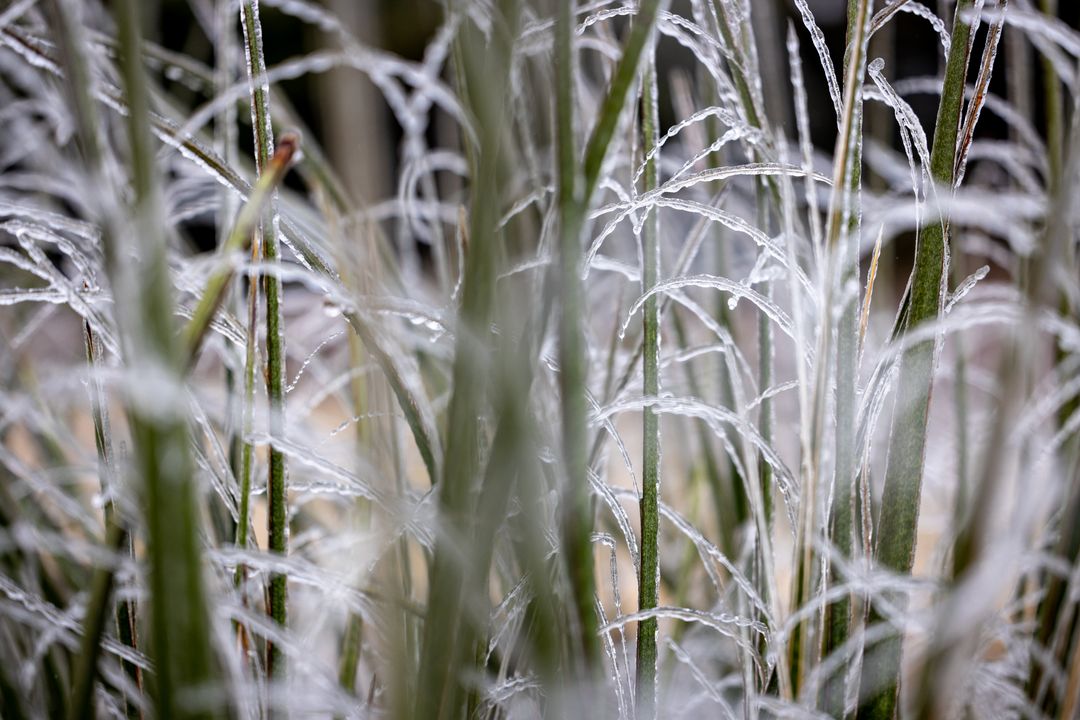 Shimmering frosted grass blades with delicate ice crystals forming winter morning texture