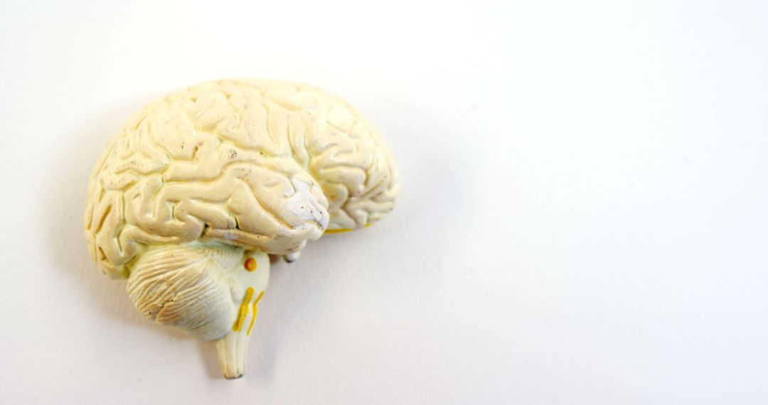 Plastic Brain Model on White Background - Free Images, Stock Photos and Pictures on Pikwizard.com
