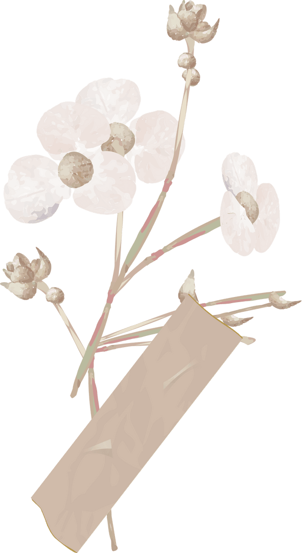 Transparent Elegant White Flowers with Beige Paper Strip Design