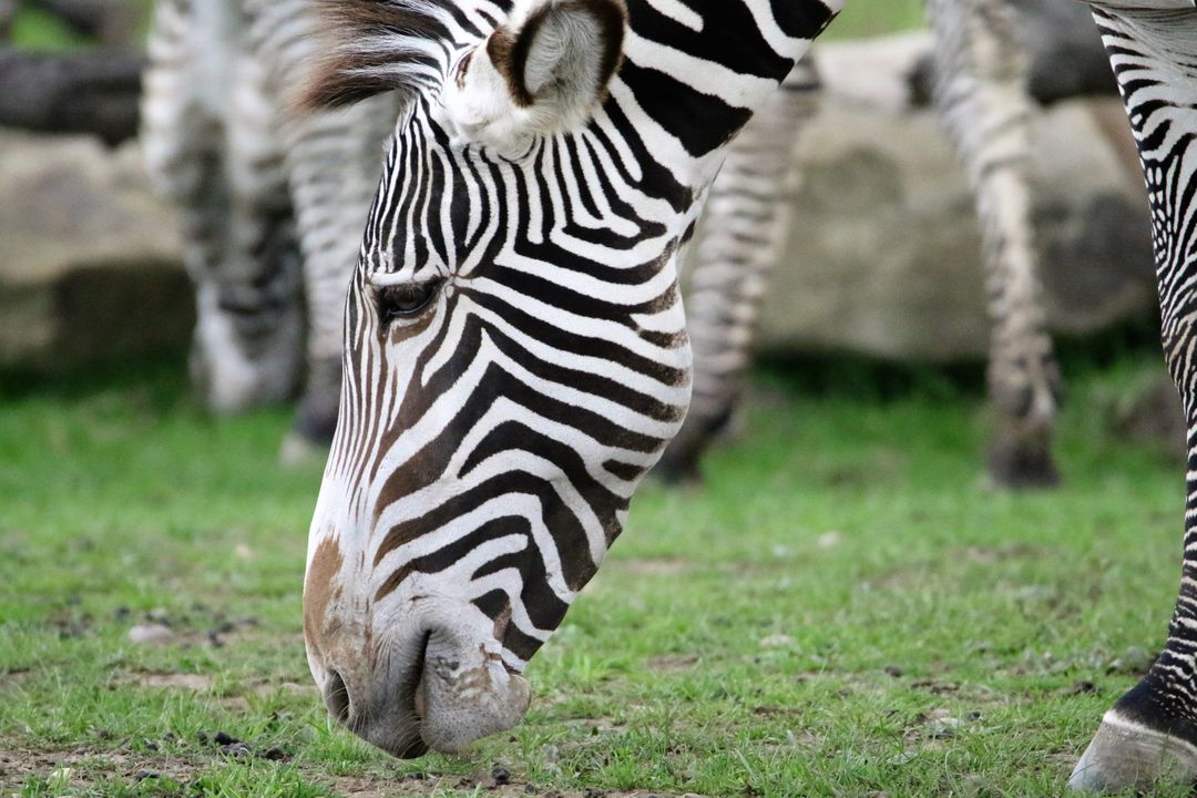 Zebra grazing on grassy field - Free Images, Stock Photos and Pictures on Pikwizard.com