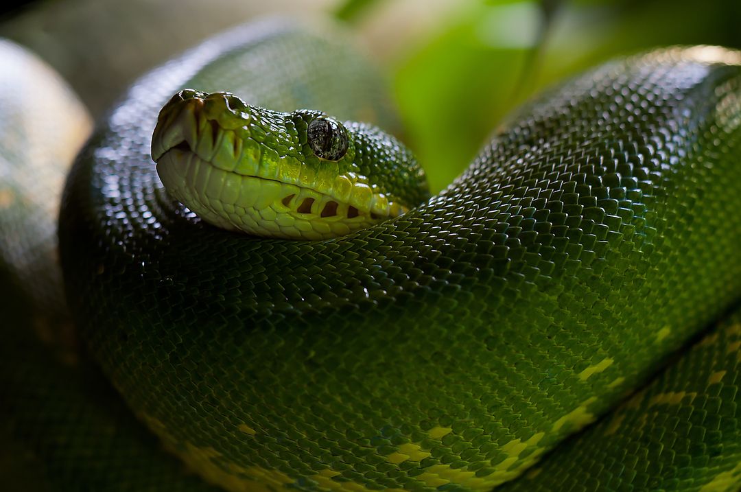 Green Snake - Free Images, Stock Photos and Pictures on Pikwizard.com