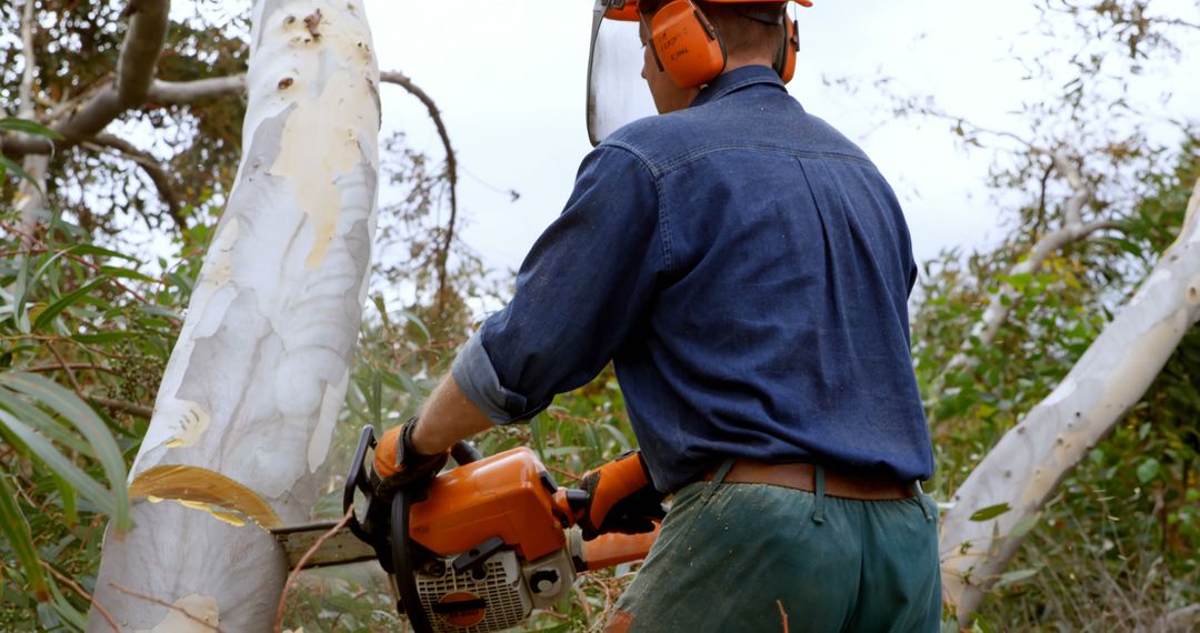 Professional Arborist Using Chainsaw to Cut Tree in Forest - Free Images, Stock Photos and Pictures on Pikwizard.com