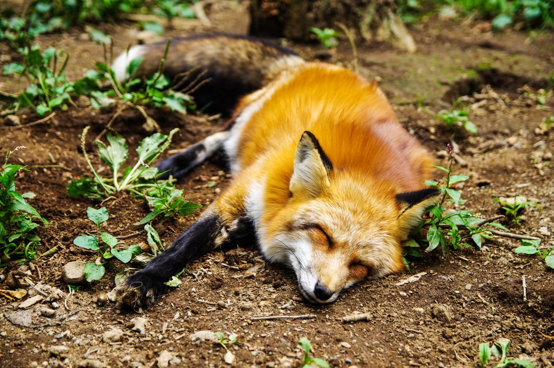 Sleeping Fox Lying Peacefully on Forest Floor - Free Images, Stock Photos and Pictures on Pikwizard.com