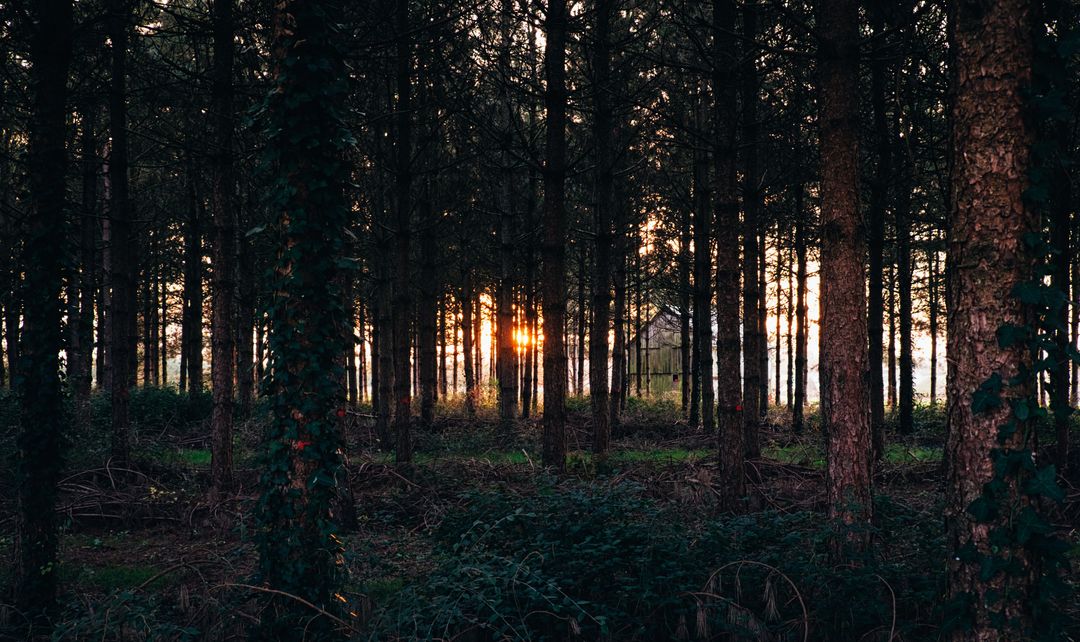 Sunset Through Dense Forest with Tall Trees