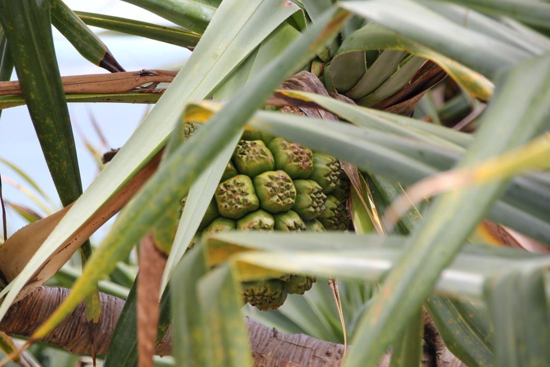 Close-Up of Green Tropical Fruit on Pandanus Tree - Free Images, Stock Photos and Pictures on Pikwizard.com