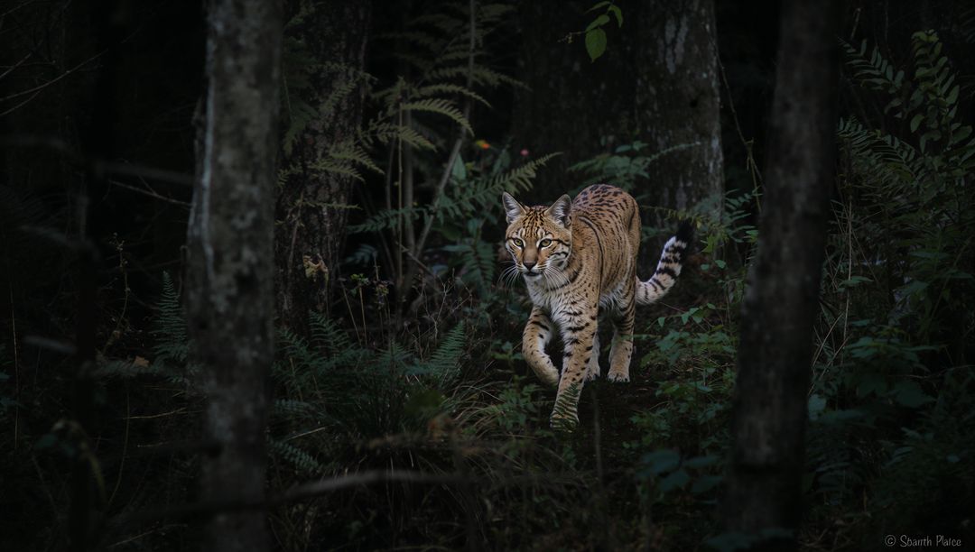 Lynxlike Wild Cat Stealthily Moving Through Shadowed Forest Undergrowth at Dusk