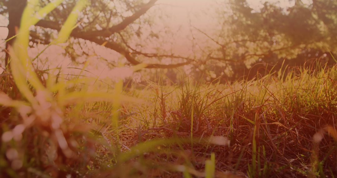 Enchanting Glow of Sunlight Through Trees in a Serene Meadow
