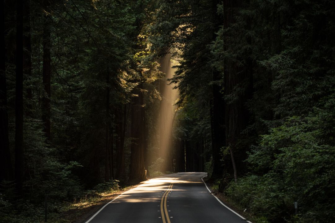 Sunlight Beaming Through Trees on Serene Forest Road - Free Images, Stock Photos and Pictures on Pikwizard.com
