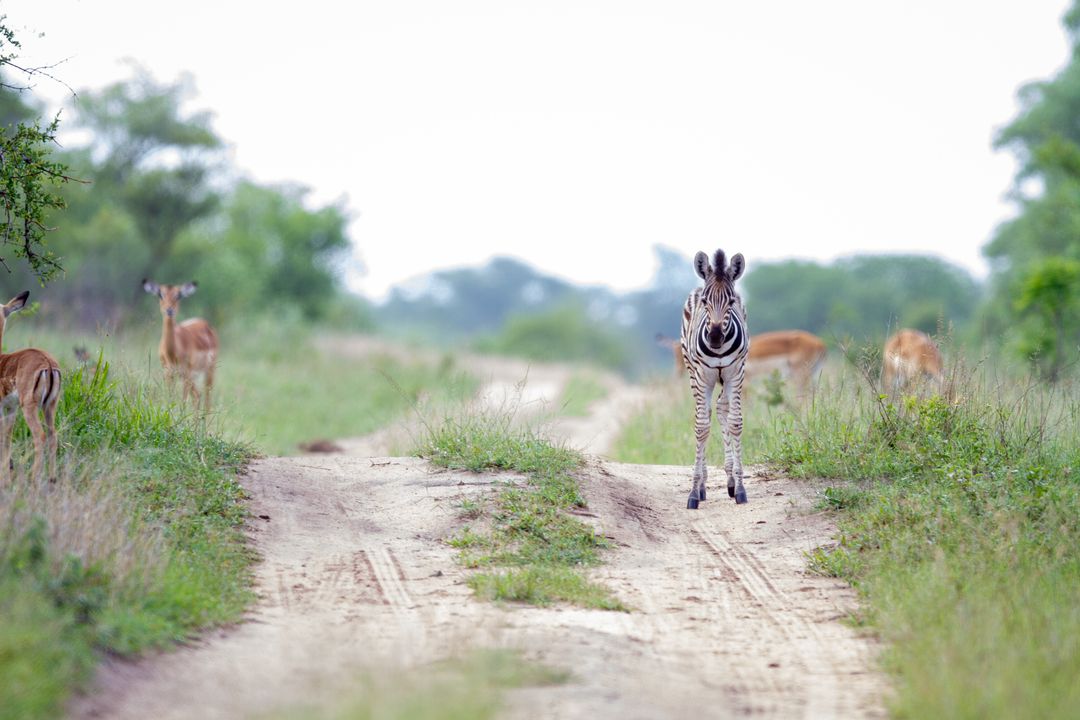 Zebra Walking on Rural Path Surrounded by Impalas