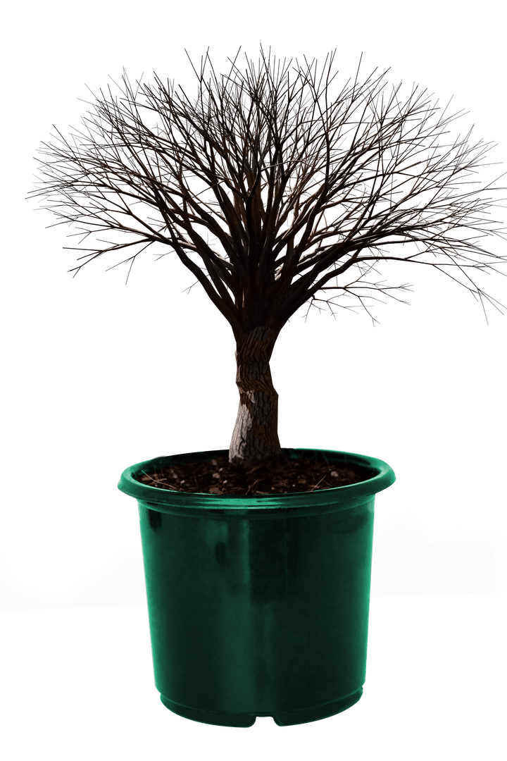 Leafless Artificial Bonsai in Green Pot on Transparent Background