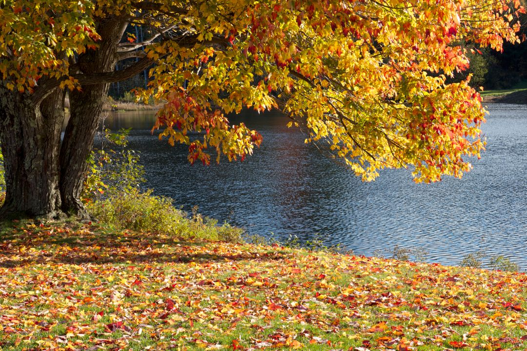 Autumn Tree with Colorful Leaves by Tranquil Lake - Free Images, Stock Photos and Pictures on Pikwizard.com