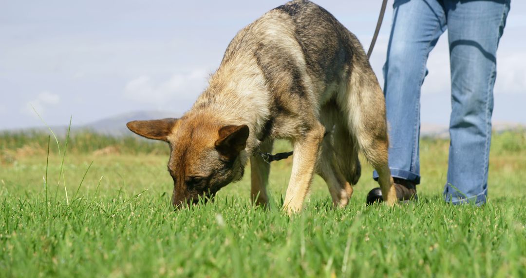 German Shepherd Dog Sniffing Grass on Leash - Free Images, Stock Photos and Pictures on Pikwizard.com