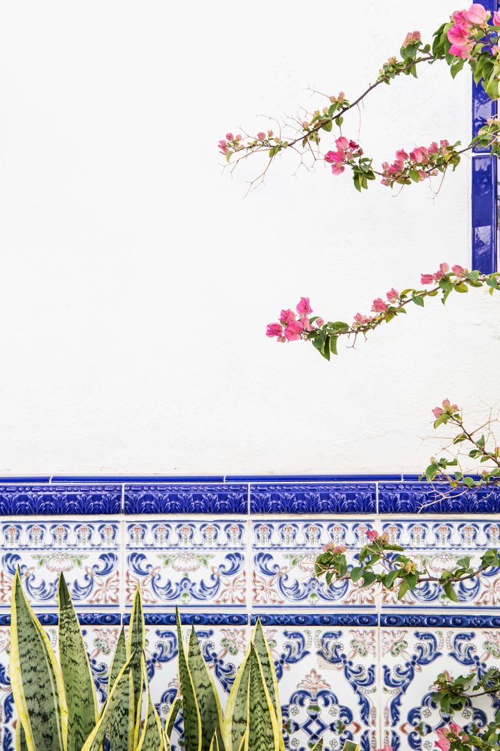 Tiled Wall with Bougainvillea and Snake Plants