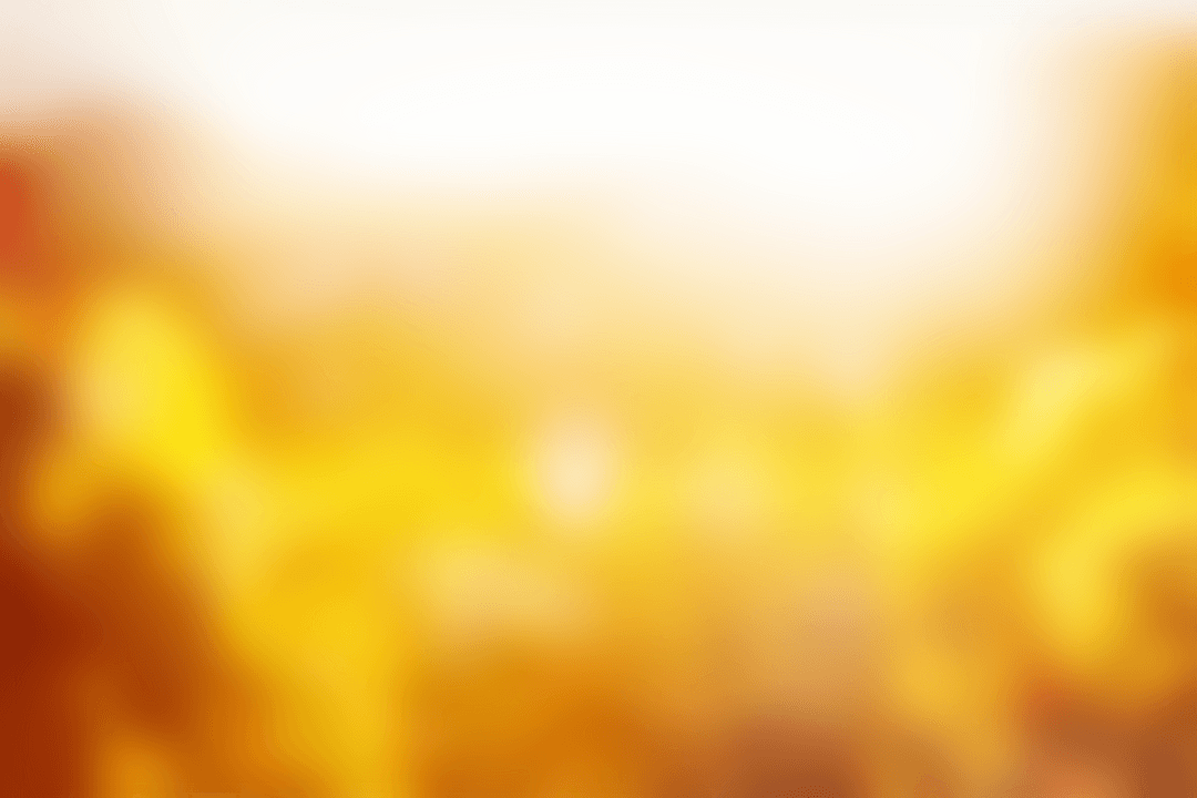 Beautiful Transparent Autumn Forest in Bright Sunlight