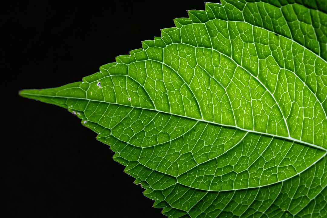 Macro leaf vein texture showcasing vibrant green natural pattern with deep black backdrop