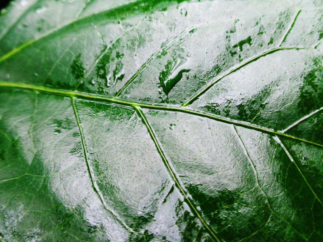 Close-Up of Wet Green Leaf with Veins and Water Droplets - Free Images, Stock Photos and Pictures on Pikwizard.com