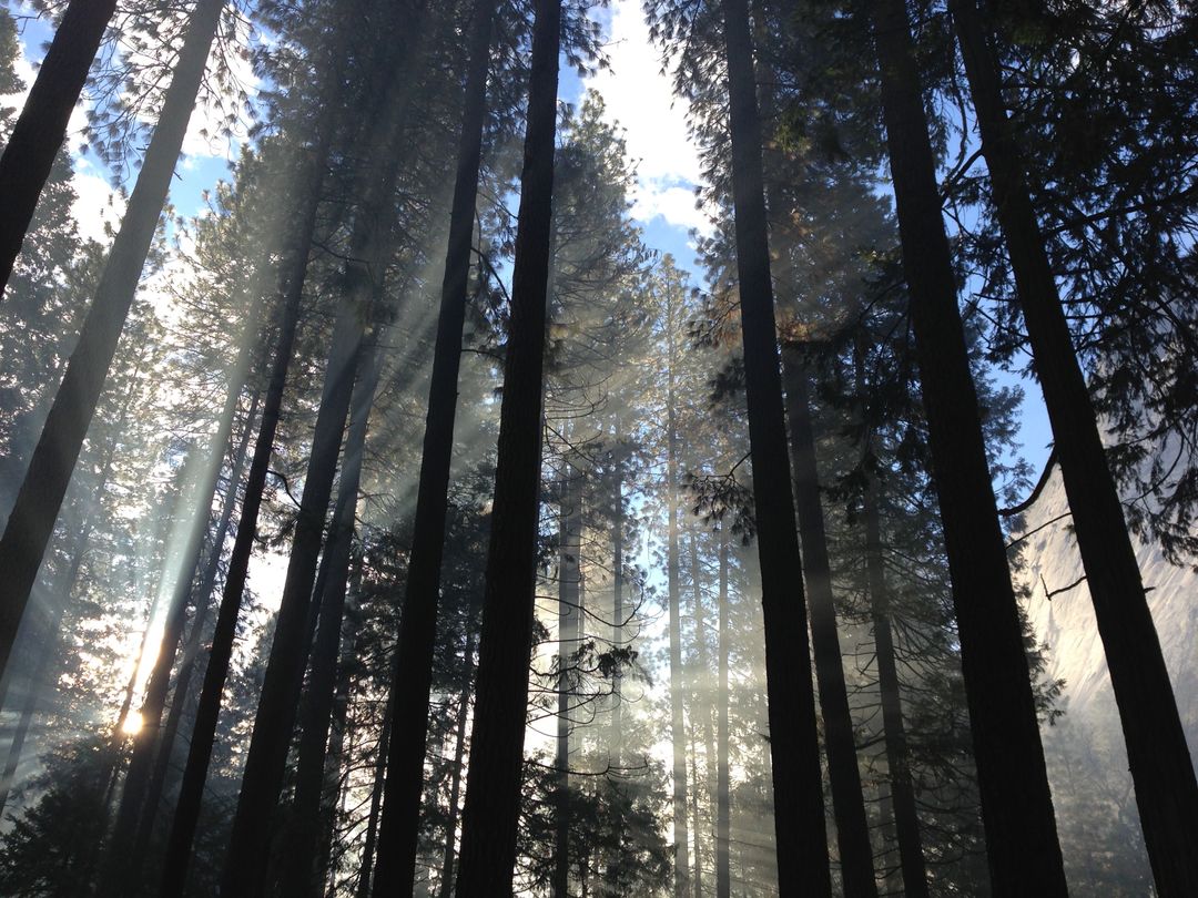 Sunbeams Filtering Through Majestic Forest Trees