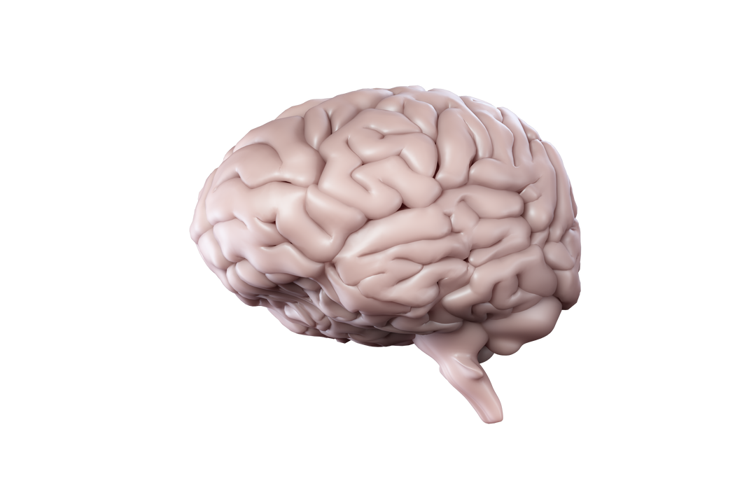 3D Model of Human Brain on Transparent Background Highlighting Knowledge and Intelligence - Download Free Stock Images Pikwizard.com