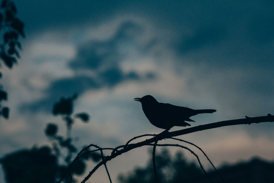 Moody dusk silhouette of songbird perching on bare branch against cloudy twilight sky