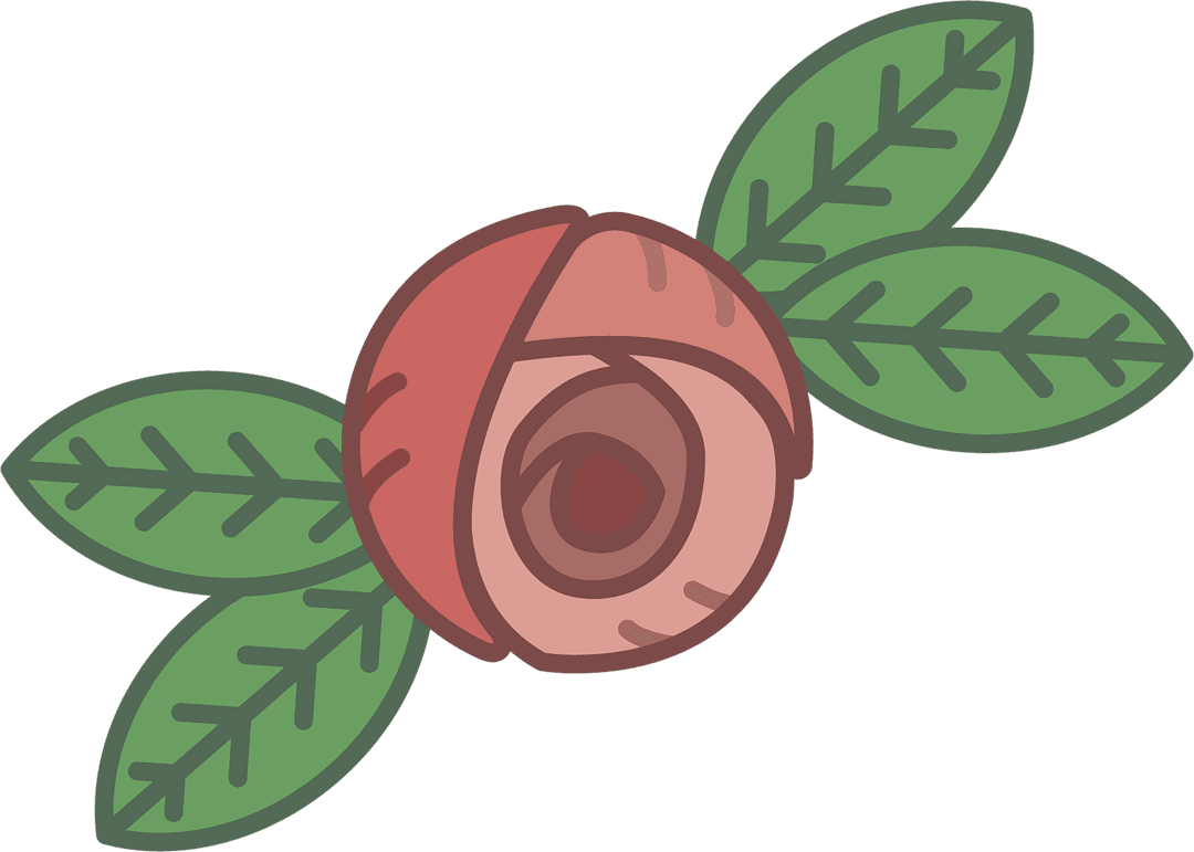 Abstract Pink Rose with Leaves on Transparent Background