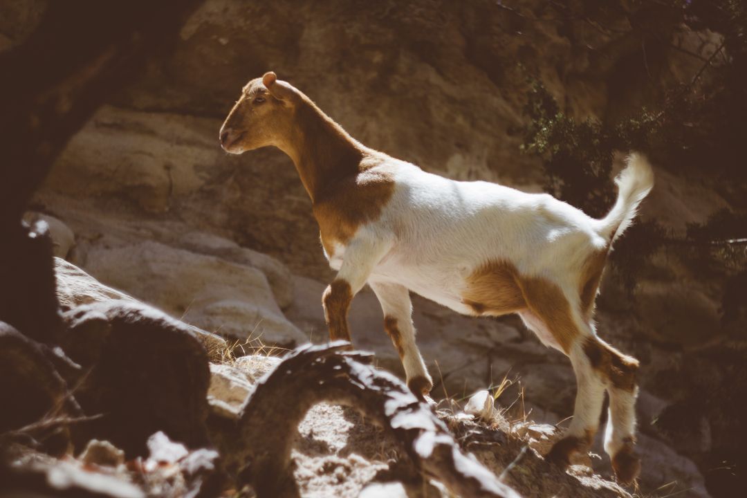 Mountain Goat Trotting on Rocky Terrain in Sunlit Forest