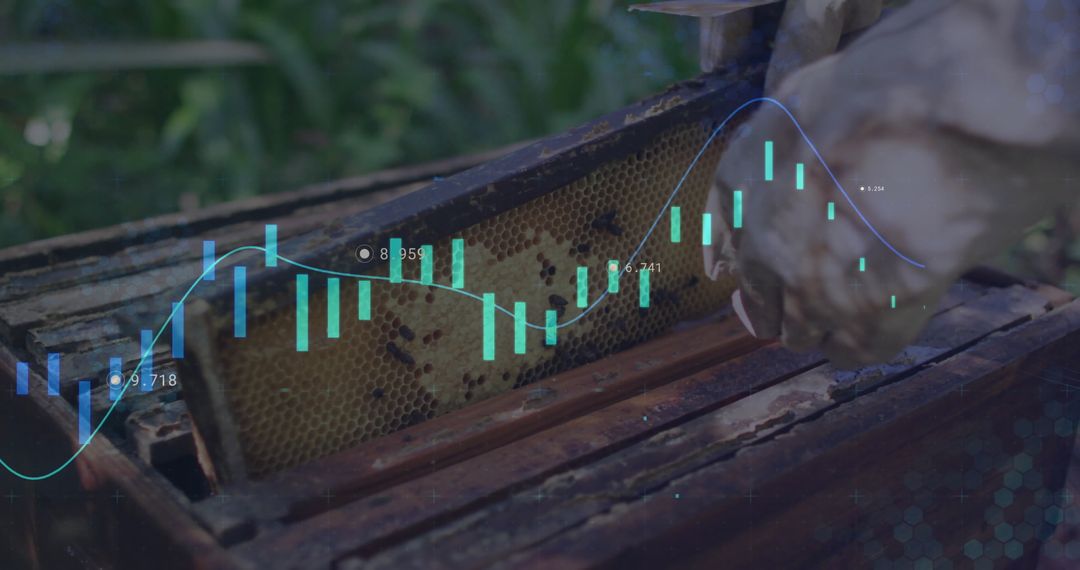 Beekeeper Evaluating Honeycomb Data Insights in Outdoor Apiary
