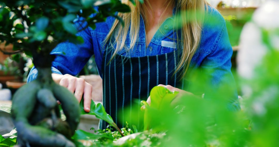 Woman Tending to Pot Plant in Lush Greenhouse Environment - Free Images, Stock Photos and Pictures on Pikwizard.com