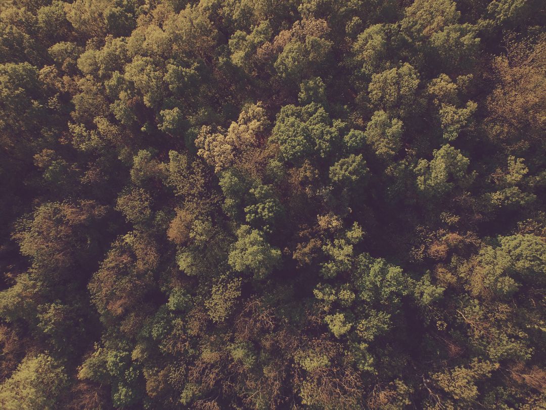Aerial View of Dense Forest Canopy in Daylight - Free Images, Stock Photos and Pictures on Pikwizard.com