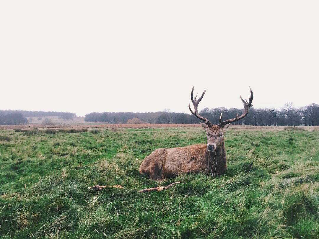 Resting stag with majestic antlers in grassy meadow