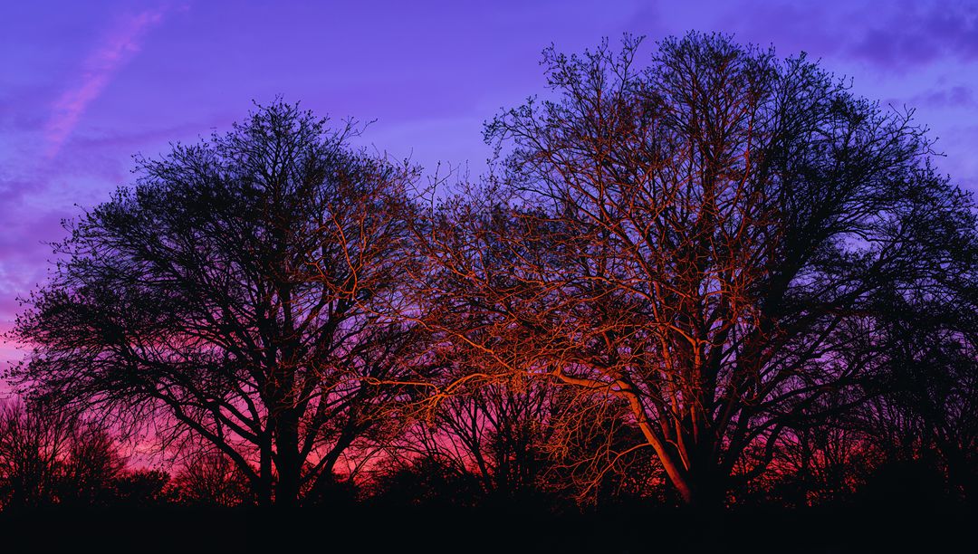 Magenta Twilight Silhouetting Leafless Trees with Rim-Lit Branches over Park Horizon