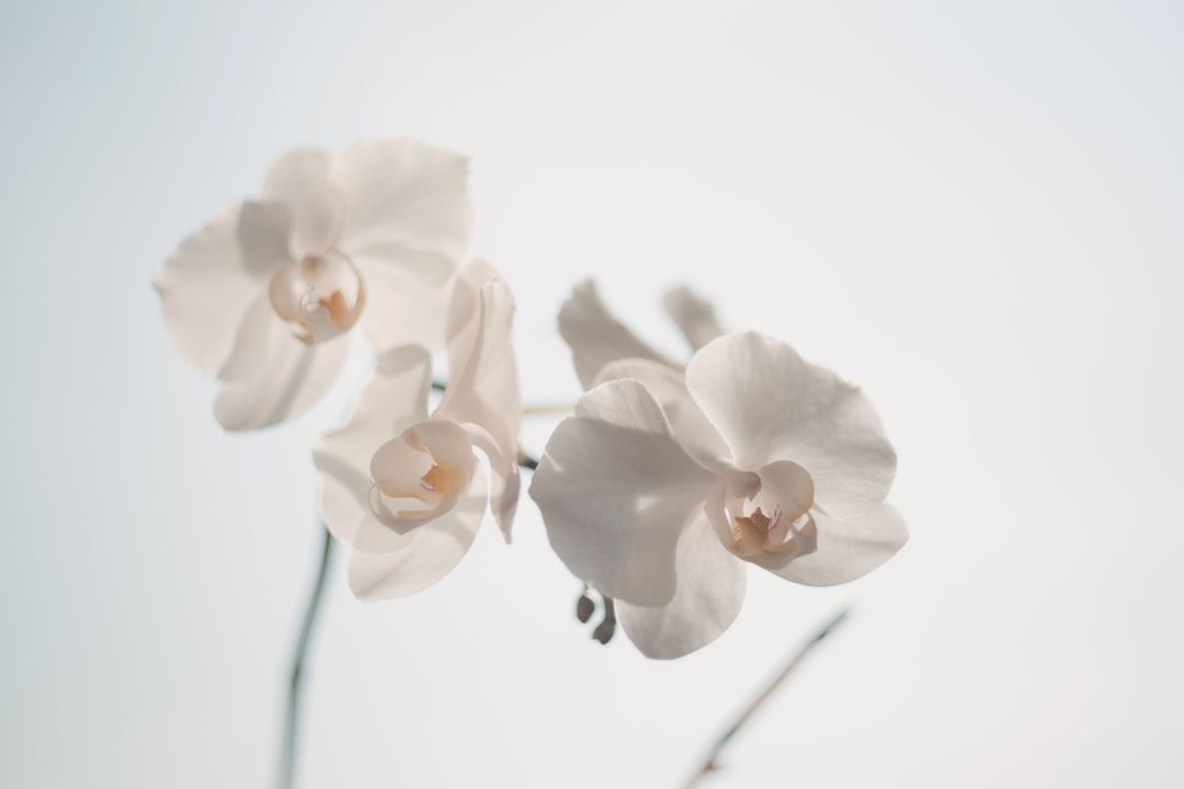 White Moth Orchid - Free Images, Stock Photos and Pictures on Pikwizard.com