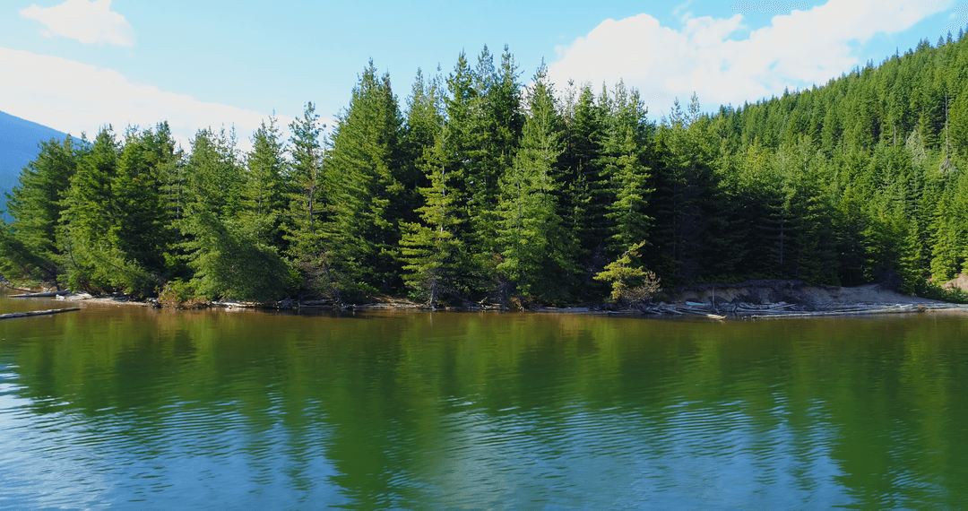Tranquil Pristine River and Lush Green Forest on Transparent Sunny Day