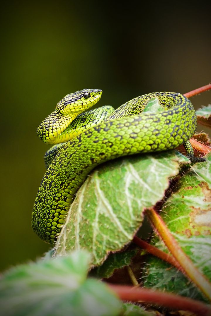 Close-Up of Bright Green Vine Snake Resting on Leaf