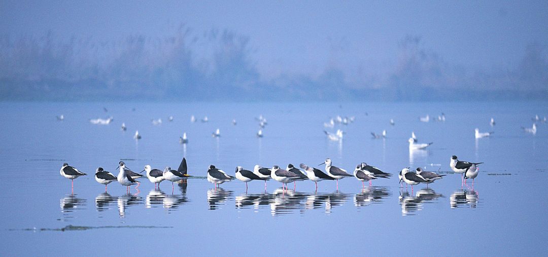 Black-Winged Stilts in Peaceful Wetland at Sunrise - Free Images, Stock Photos and Pictures on Pikwizard.com