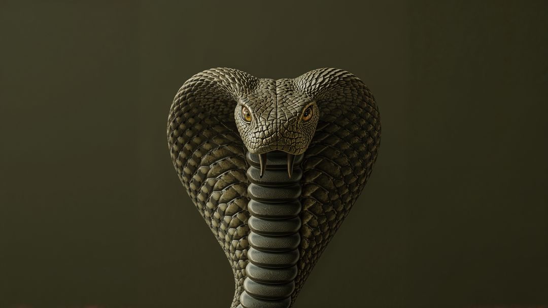 Regal king cobra in defensive posture against dark olive backdrop
