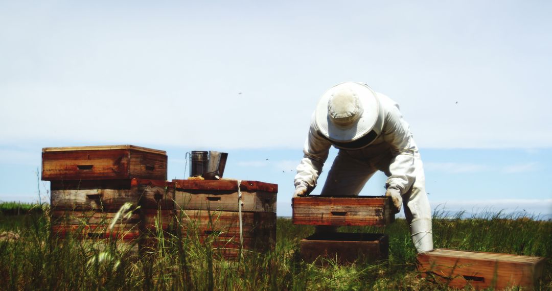 Beekeeper Collecting Honey from Wooden Beehives in Field - Free Images, Stock Photos and Pictures on Pikwizard.com