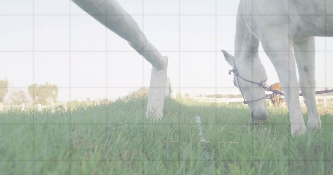 White Horse Grazing on Lush Green Pasture Near White Fence