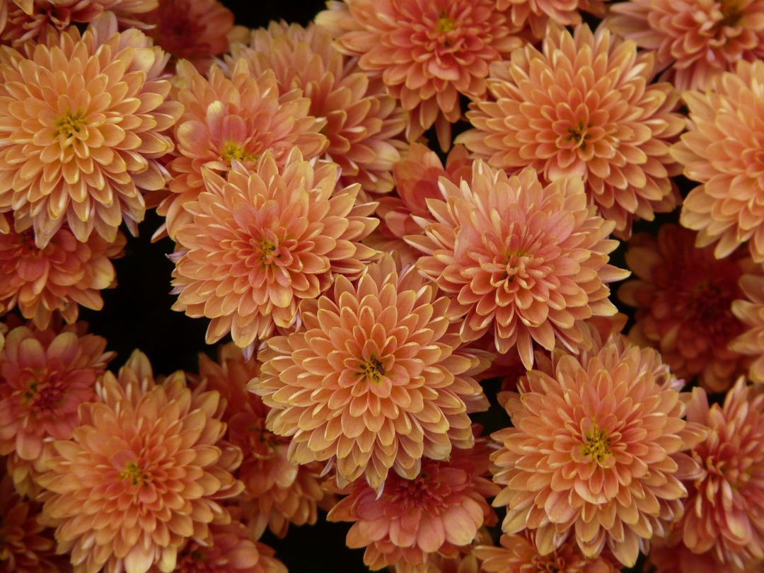 Close-up of Vibrant Orange Chrysanthemum Flowers in Full Bloom - Free Images, Stock Photos and Pictures on Pikwizard.com