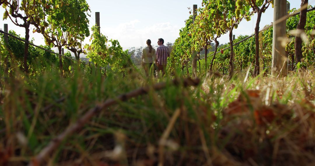 Couple Strolling Through Vineyard on Sunny Day - Free Images, Stock Photos and Pictures on Pikwizard.com