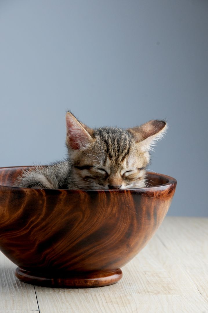 Adorable Tabby Kitten Sleeping in Wooden Bowl - Free Images, Stock Photos and Pictures on Pikwizard.com