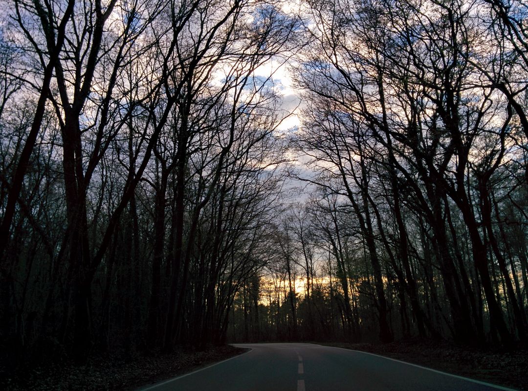 Serene Sunset Over an Empty Forest Road with Leafless Trees - Free Images, Stock Photos and Pictures on Pikwizard.com