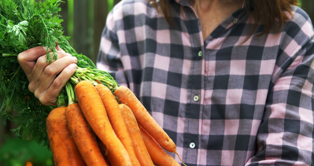 Farmer Holding Freshly Harvested Carrots in Garden - Free Images, Stock Photos and Pictures on Pikwizard.com