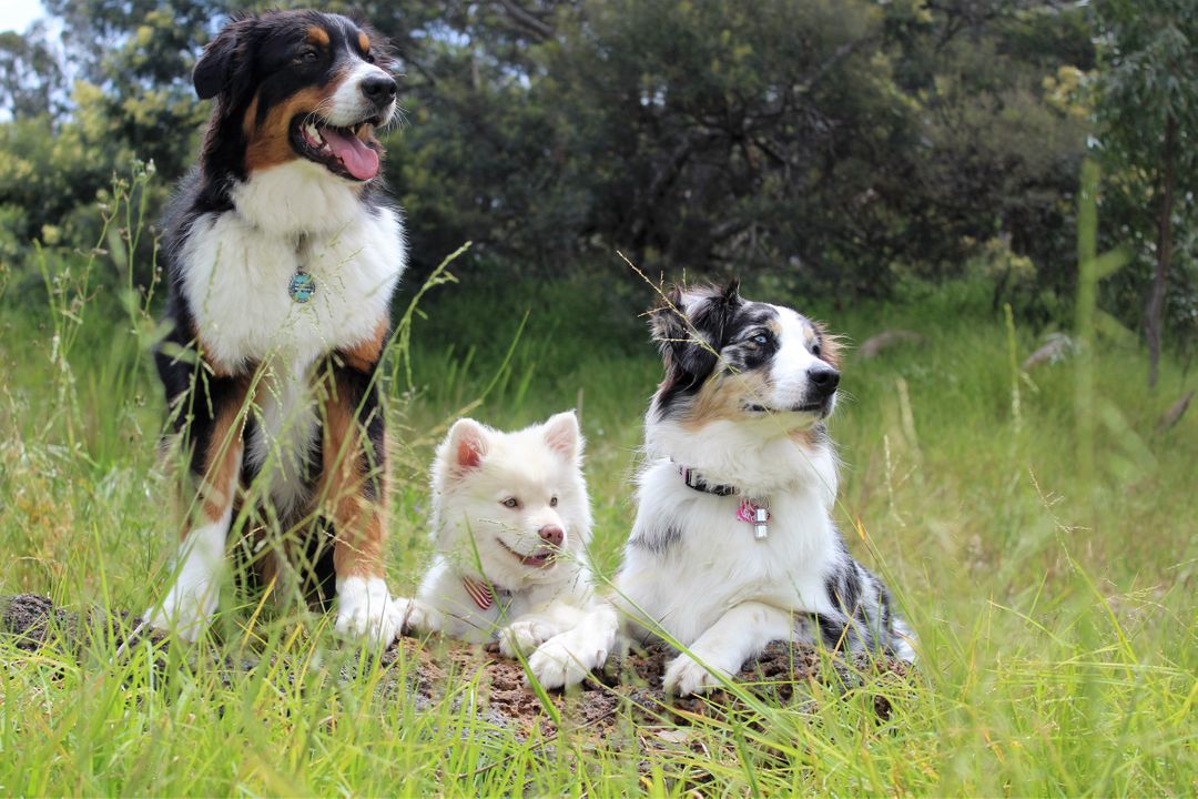 Three Australian Shepherd Dogs Resting in Grassy Field - Free Images, Stock Photos and Pictures on Pikwizard.com