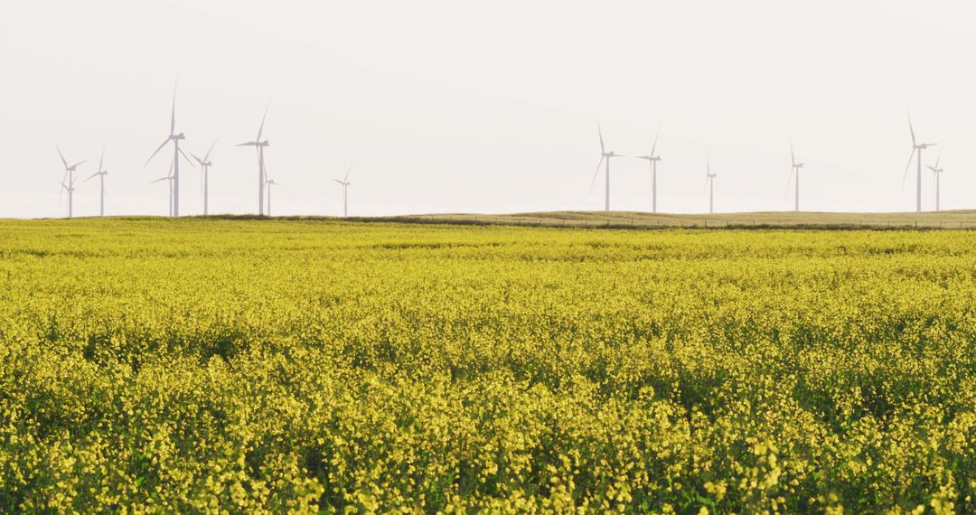 Wind Turbines Over Blooming Yellow Field on a Clear Day - Free Images, Stock Photos and Pictures on Pikwizard.com