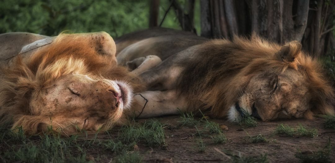 Peaceful Slumber of Lions in Natural Habitat
