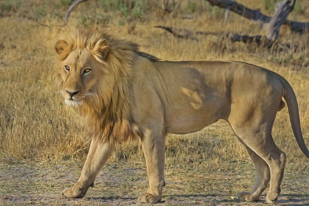 Majestic Male Lion Striding in Dry Forest - Free Images, Stock Photos and Pictures on Pikwizard.com