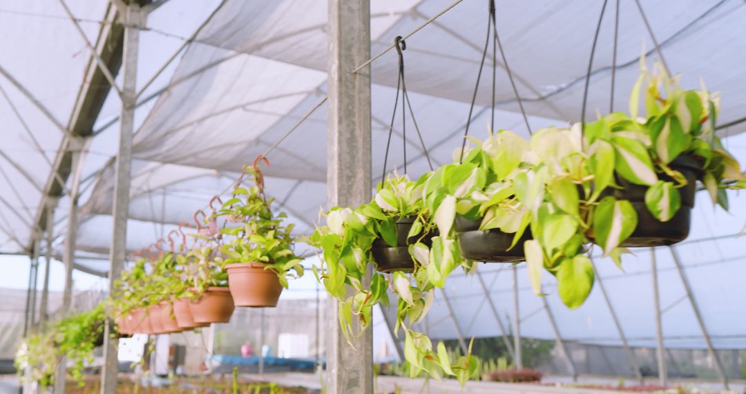 Hanging Vines in Sunlit Greenhouse Creating Serene Botanical Atmosphere