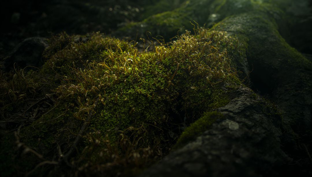 Glistening Moss Carpet Illuminating Exposed Tree Root in Dark Woodland Understory