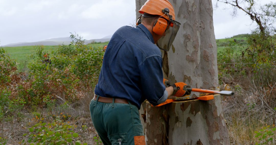 Forester Cutting Tree with Chainsaw in Forest - Free Images, Stock Photos and Pictures on Pikwizard.com